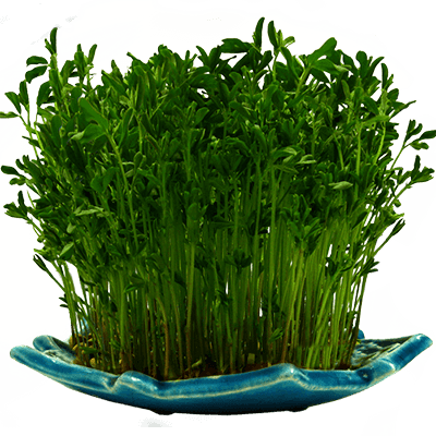 سبزه نوروزی